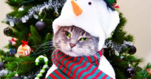 snowman christmas cat