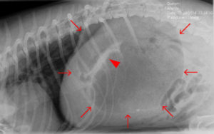 dog gastric dilation volvulus