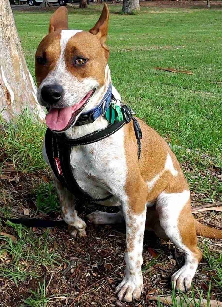 Staffy Cross Dogs Choosing A Rescue Dog Walkerville Vet