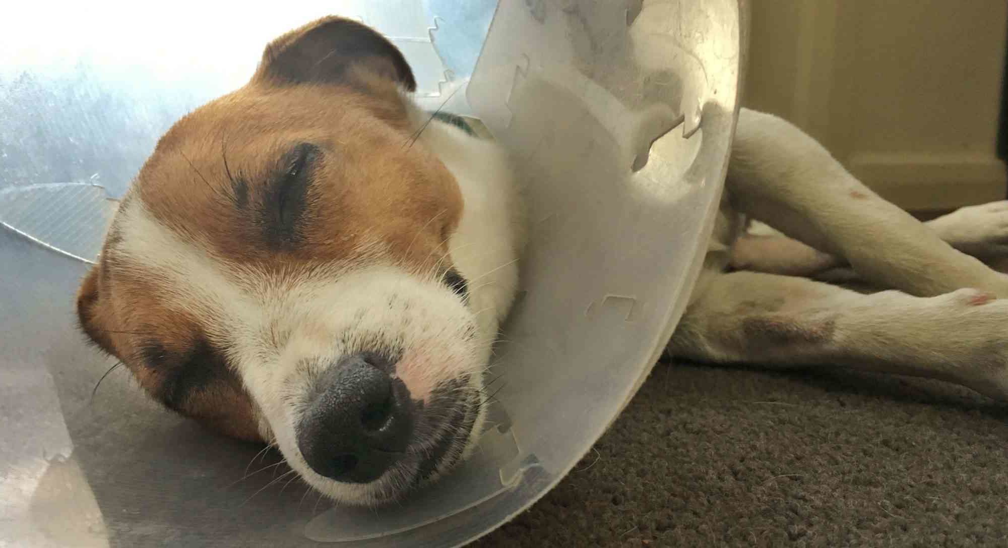 dog surgery recovery
