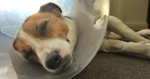 dog surgery recovery