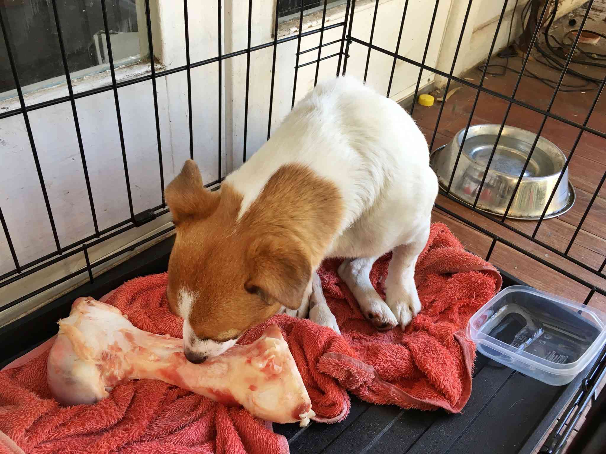 How To Care For Dogs & Cats After Surgery Walkerville Vet