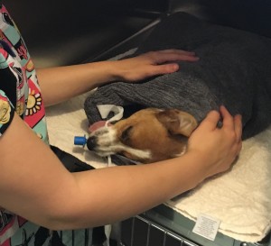 dog anaesthetic recovery
