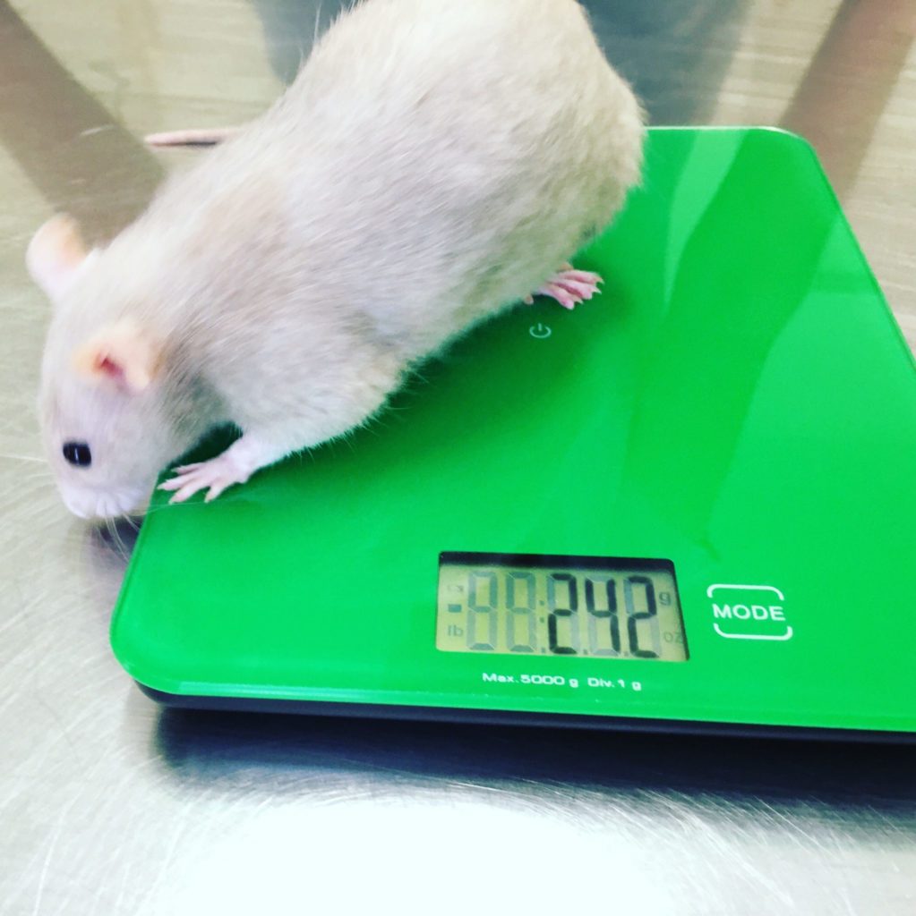 rat being weighed Walkerville Vet