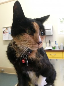 vet sick cat