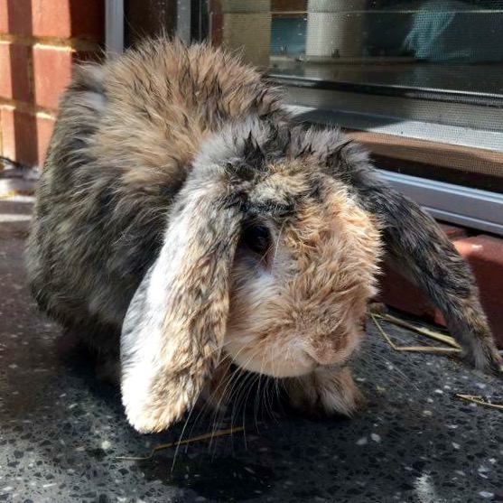 The Rabbit Calicivirus Outbreak Info & Advice Walkerville Vet