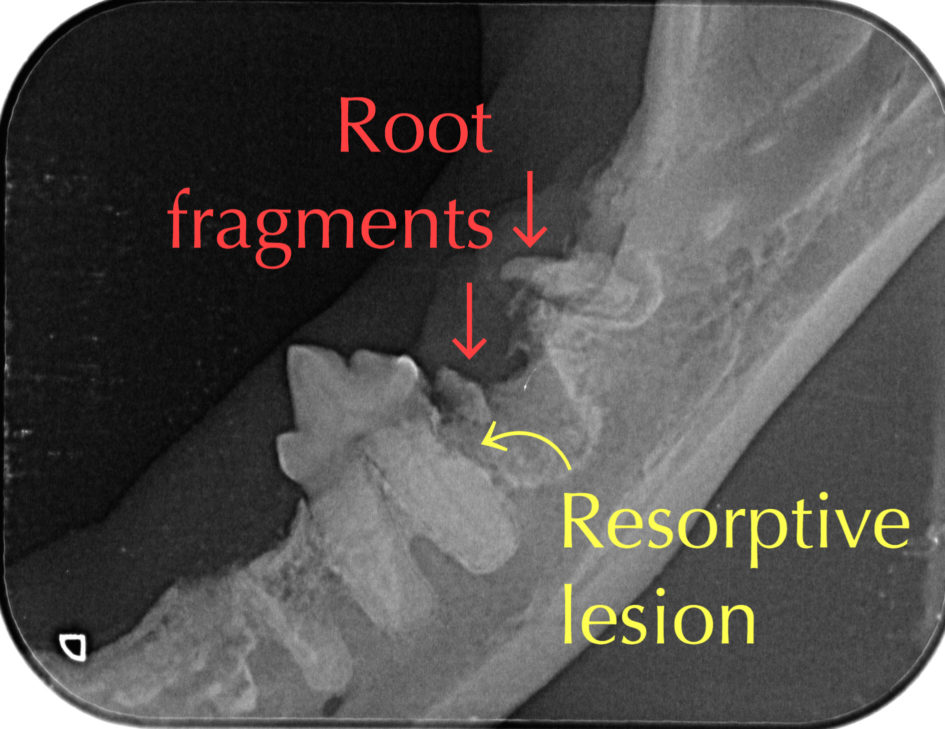 cat dental xray Walkerville Vet