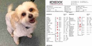 dog blood tests