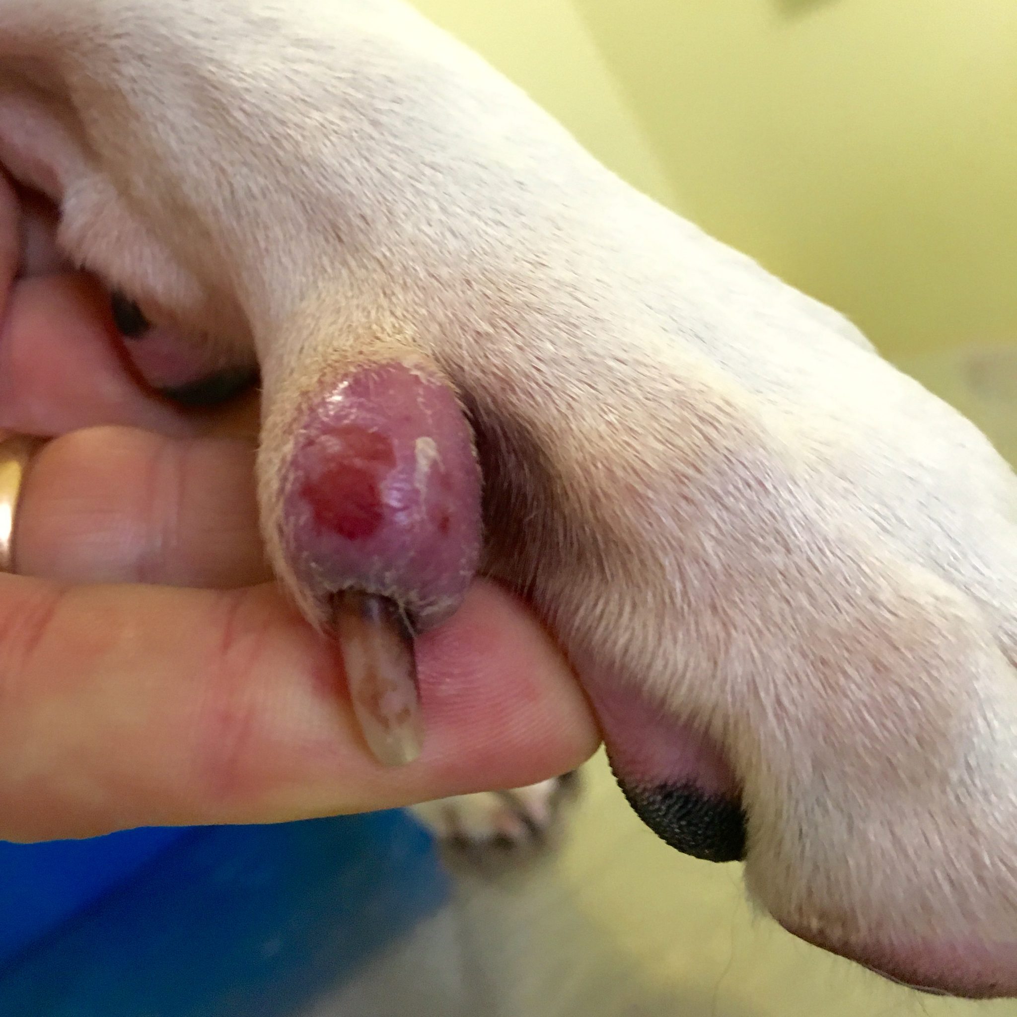 infected paw on dog