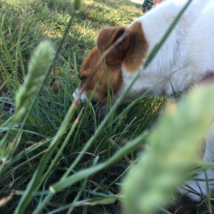 dog eating grass