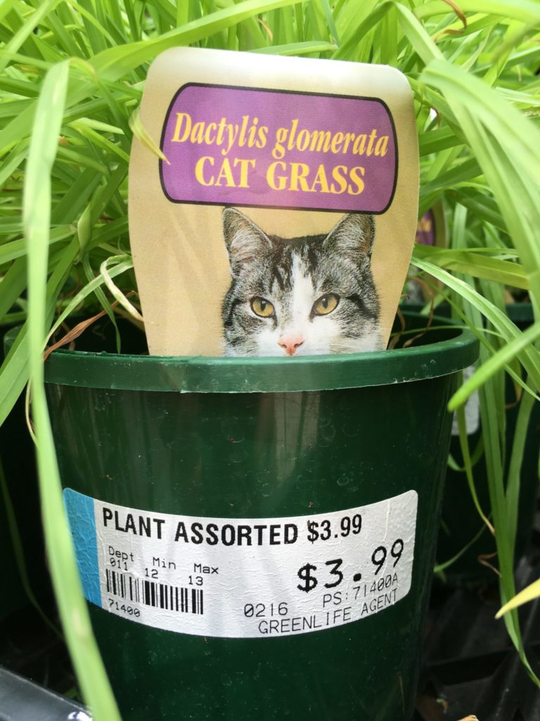 edible cat grass Walkerville Vet