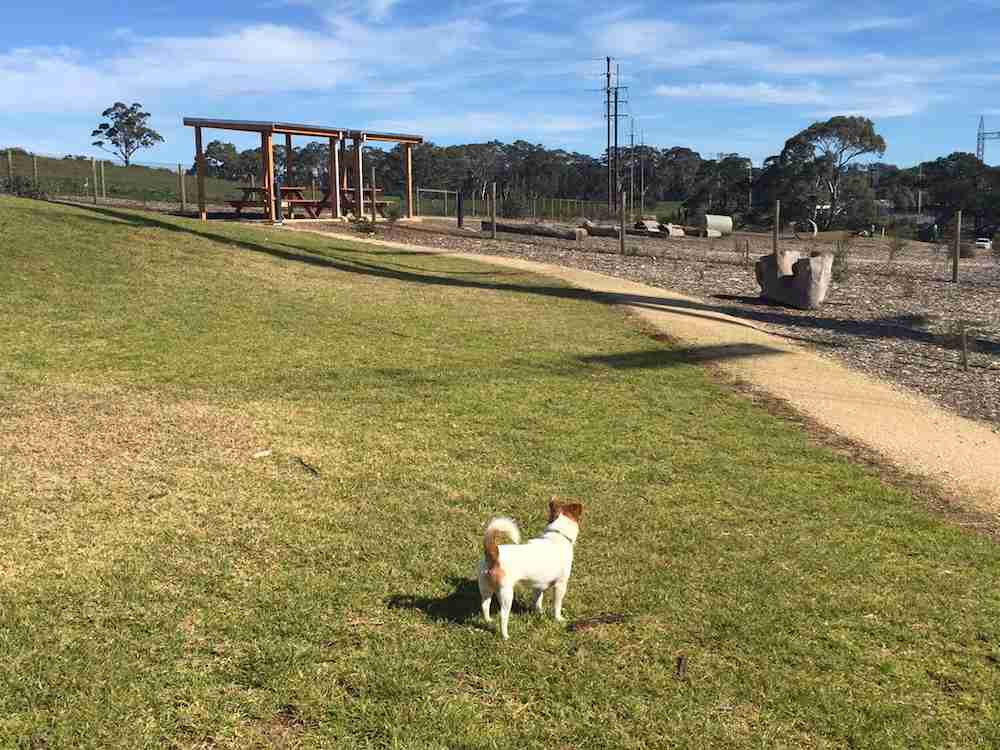 47 Adelaide Off Leash Dog Parks List & Map Walkerville Vet