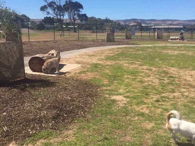 47 Adelaide Off Leash Dog Parks List & Map Walkerville Vet