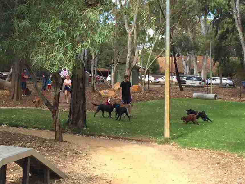 47 Adelaide Off Leash Dog Parks List & Map Walkerville Vet