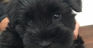 miniature schnauzer puppy
