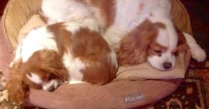 new puppy sleeping