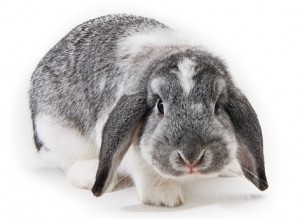 dwarf lop rabbit