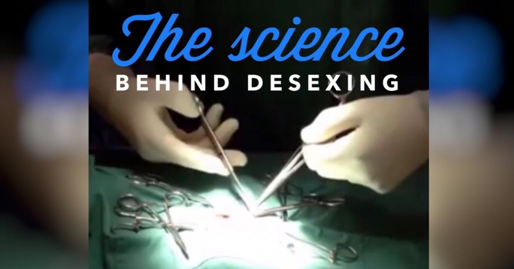 Is It Better To Desex A Male Dog