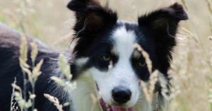 collie in grass