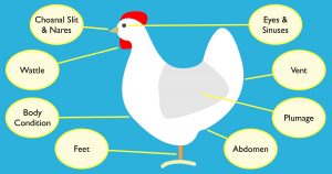 chicken health infographic