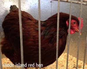 chicken rhode-island red