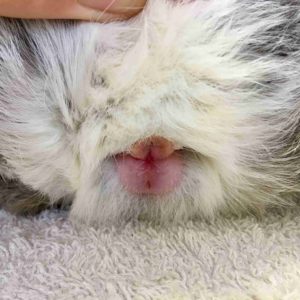 Swollen rabbit genitals