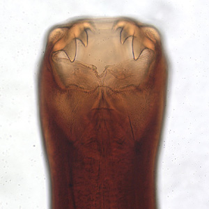 Ancylostoma caninum mouthparts