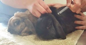 rabbit calicivirus vaccination