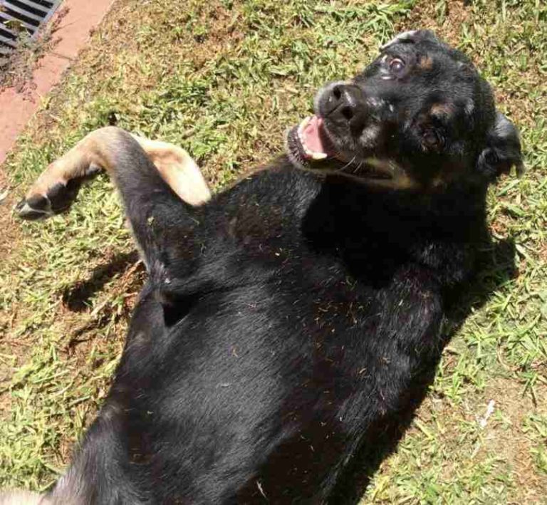 Help! My Dog Ate Rat Poison Walkerville Vet