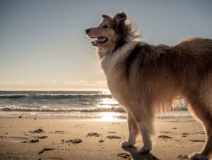 dog Adelaide beach