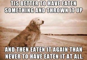 dog eat vomit