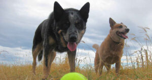heeler ball game