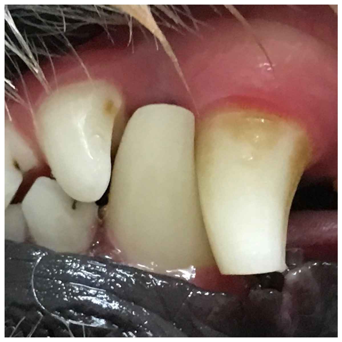 6 Ways Tennis Balls Are Bad For Dogs Walkerville Vet