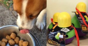puppy feeding tips