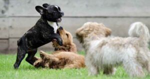 puppy park play