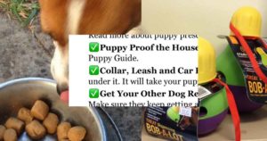 things puppy needs