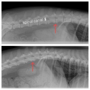 Dog IVDD spine