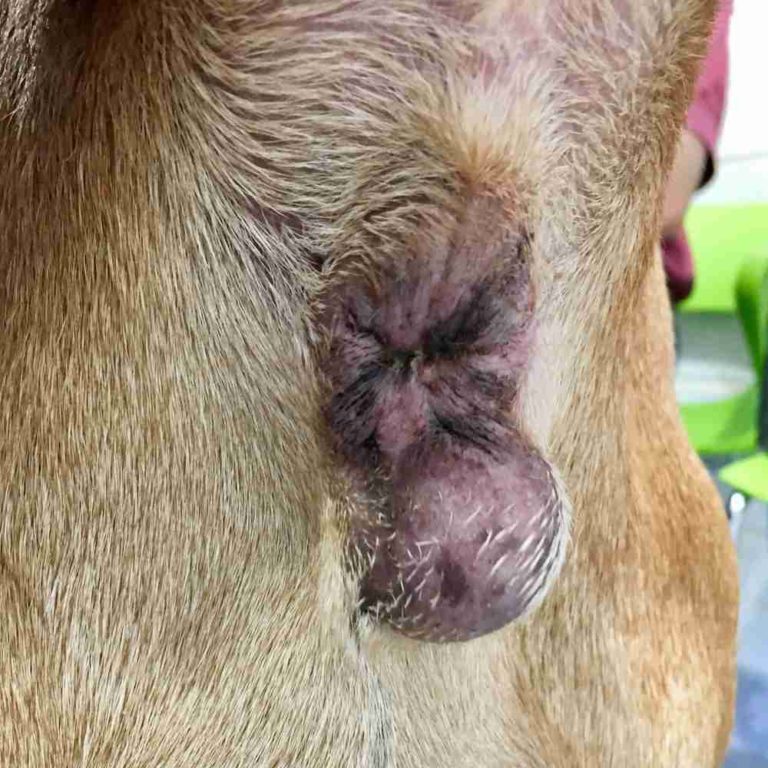 Help! Is it a Lump, Cyst or Growth on my Dog? | Walkerville Vet
