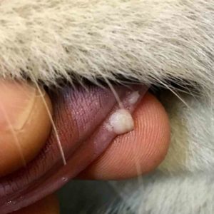 dog tongue wart