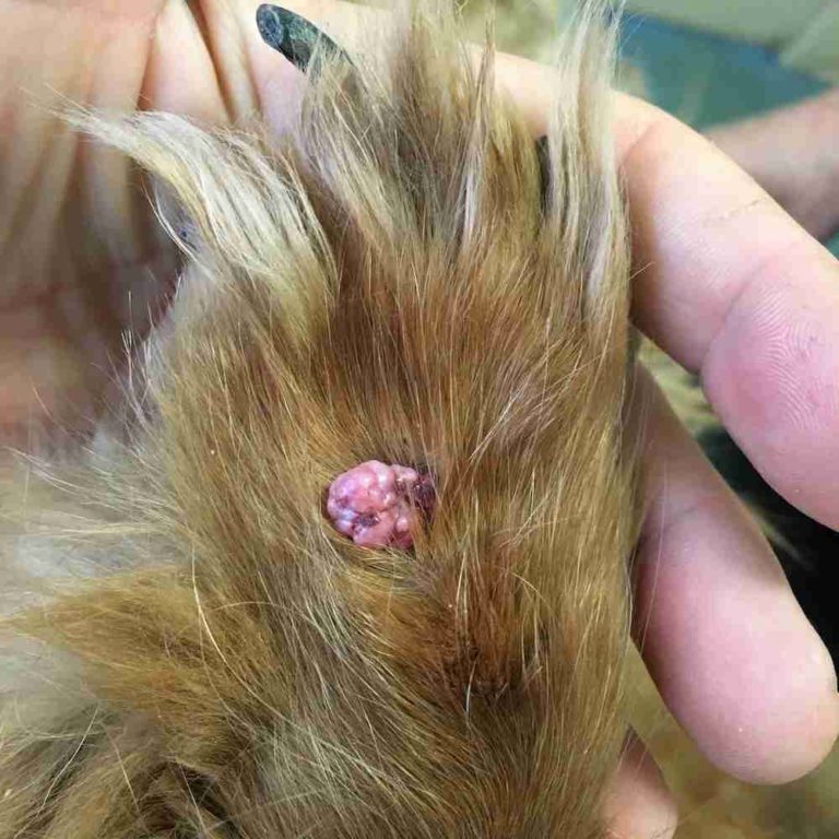 cancerous skin tags on dogs images