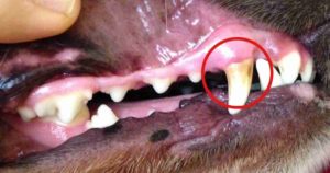 dirty dog teeth