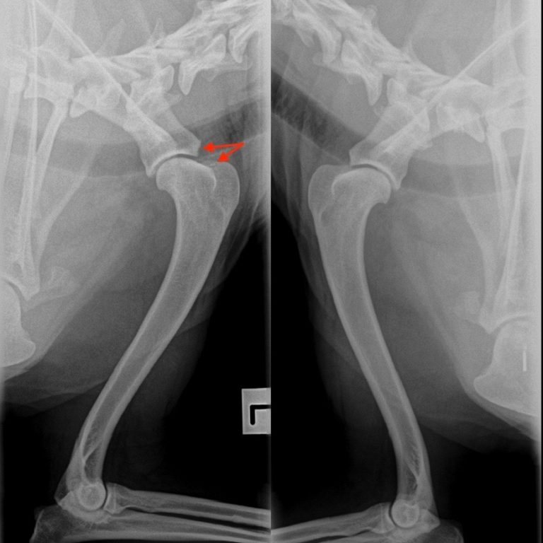 20 Causes Of Lameness & Limping In Dogs Walkerville Vet