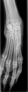 dog wrist injury