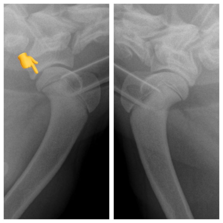 osteochondrosisshoulderdog Walkerville Vet