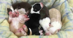 litter of puppies