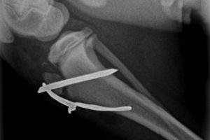puppy fracture repair