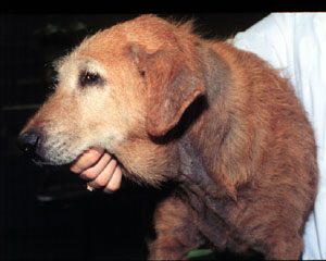 dog neck mange
