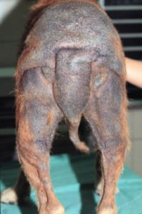 dog mange rump