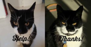 thyroid cat treatment