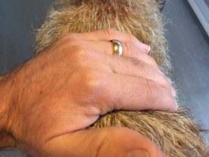 check dog muscle